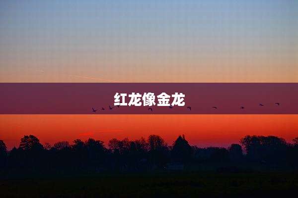 红龙像金龙