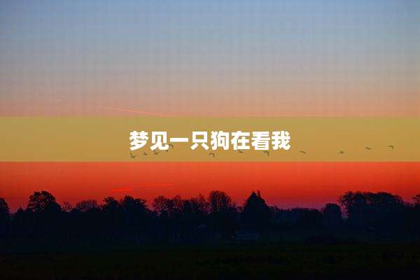 梦见一只狗在看我