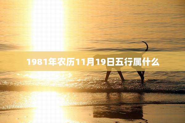 1981年农历11月19日五行属什么