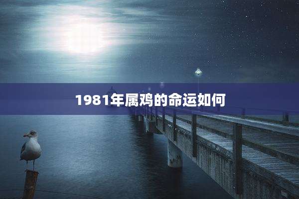 1981年属鸡的命运如何