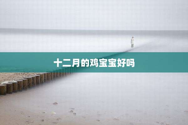 十二月的鸡宝宝好吗