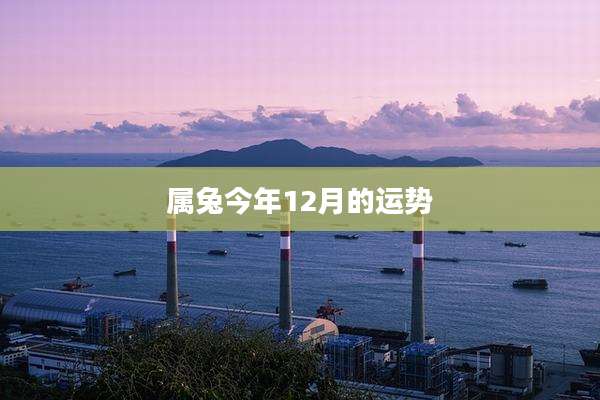 属兔今年12月的运势