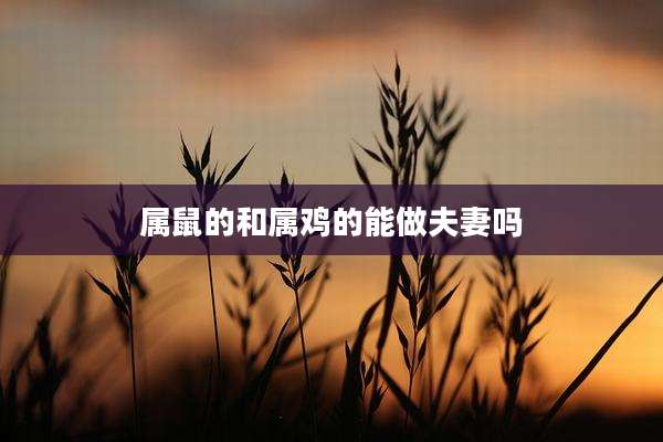 属鼠的和属鸡的能做夫妻吗