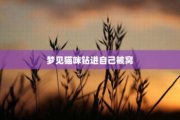 梦见猫咪钻进自己被窝