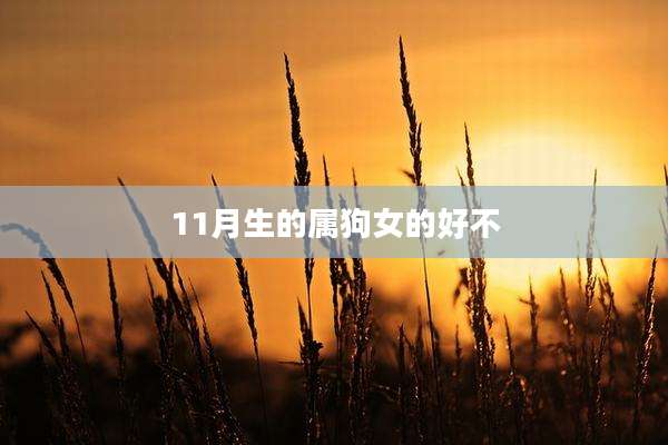 11月生的属狗女的好不