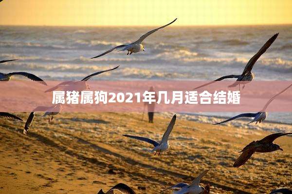 属猪属狗2021年几月适合结婚