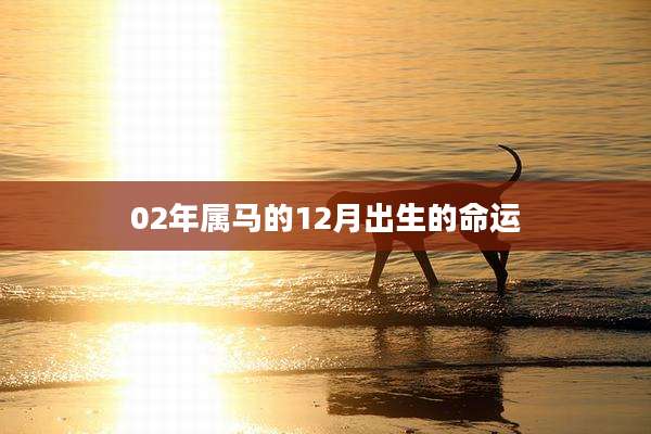 02年属马的12月出生的命运