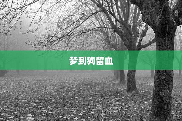 梦到狗留血