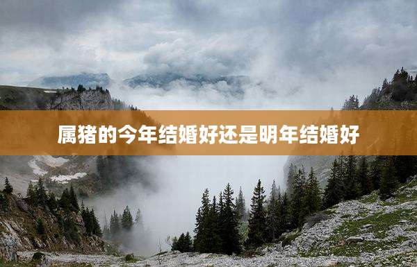 属猪的今年结婚好还是明年结婚好