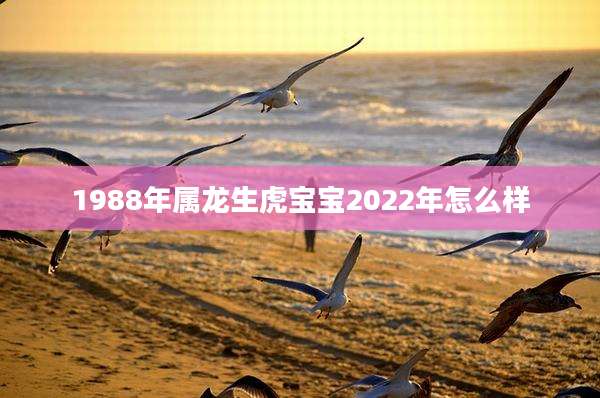 1988年属龙生虎宝宝2022年怎么样