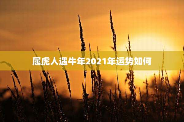 属虎人遇牛年2021年运势如何
