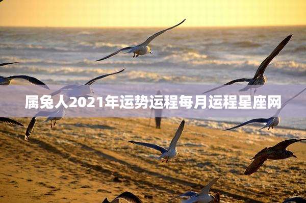 属兔人2021年运势运程每月运程星座网