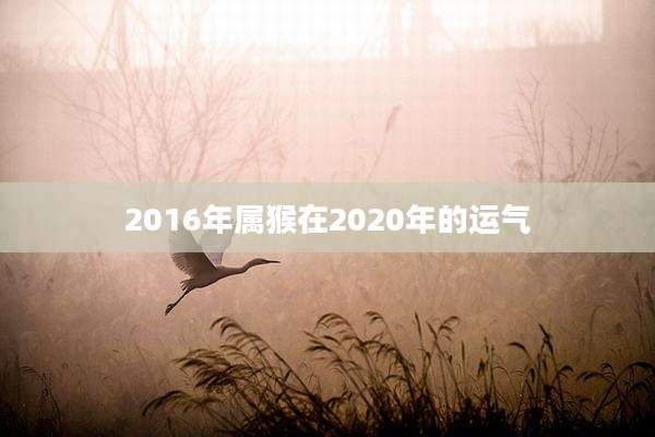 2016年属猴在2020年的运气