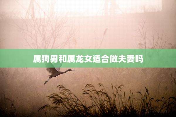 属狗男和属龙女适合做夫妻吗