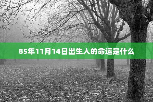 85年11月14日出生人的命运是什么