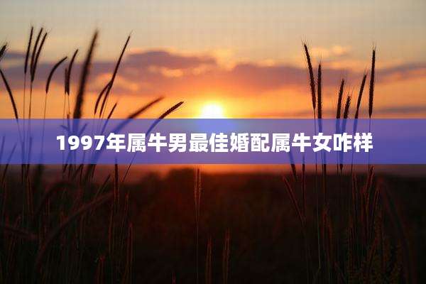 1997年属牛男最佳婚配属牛女咋样