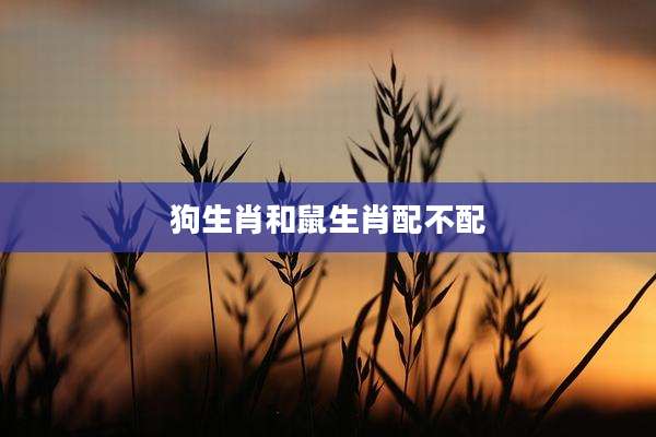 狗生肖和鼠生肖配不配