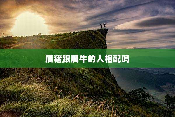 属猪跟属牛的人相配吗