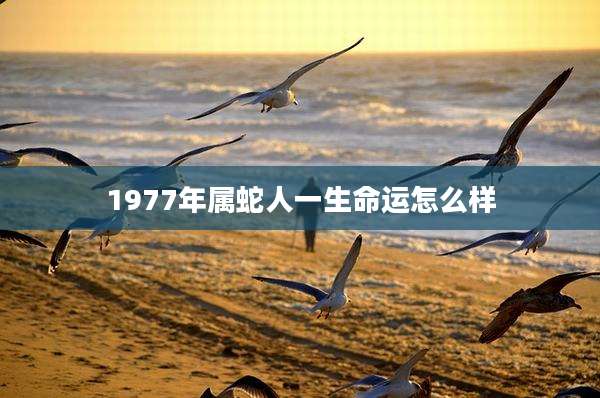 1977年属蛇人一生命运怎么样