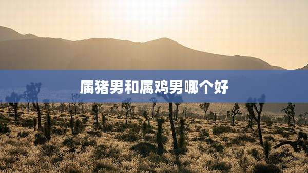 属猪男和属鸡男哪个好