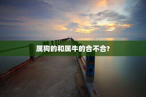 属狗的和属牛的合不合?