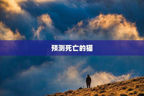 预测死亡的猫