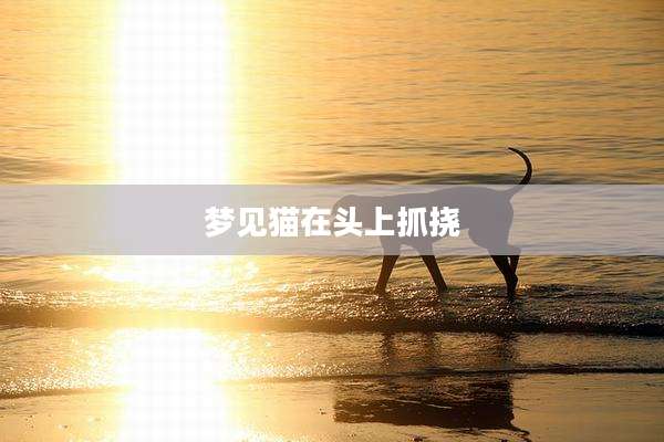 梦见猫在头上抓挠