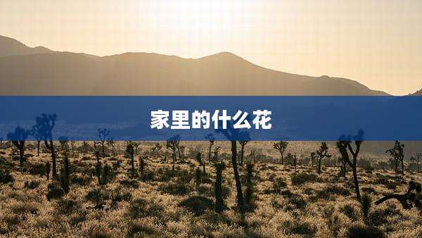 家里的什么花