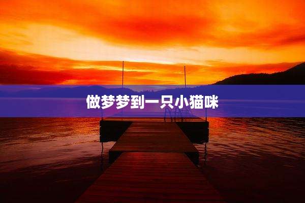 做梦梦到一只小猫咪
