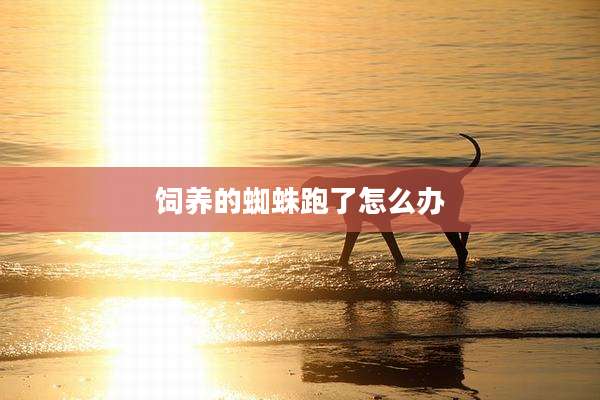 饲养的蜘蛛跑了怎么办