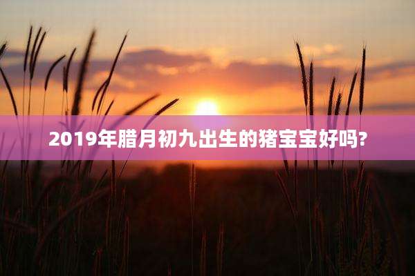 2019年腊月初九出生的猪宝宝好吗?