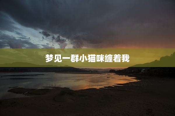 梦见一群小猫咪缠着我