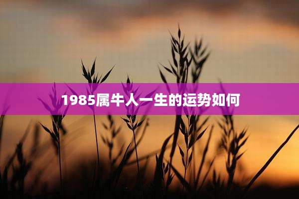 1985属牛人一生的运势如何