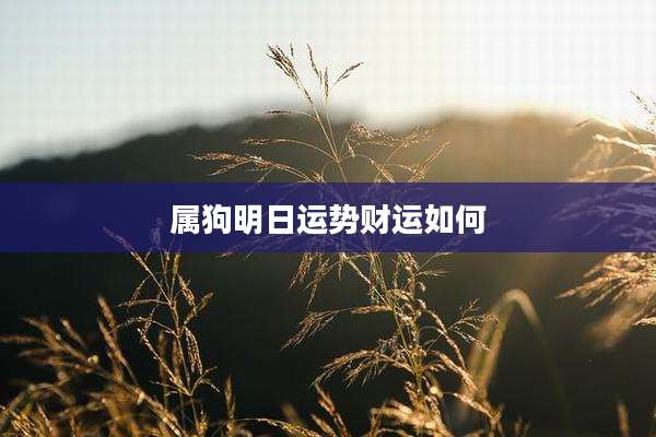 属狗明日运势财运如何