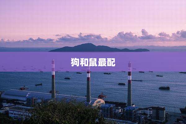 狗和鼠最配