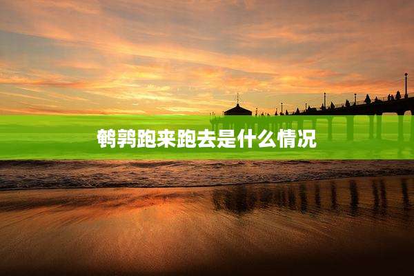 鹌鹑跑来跑去是什么情况