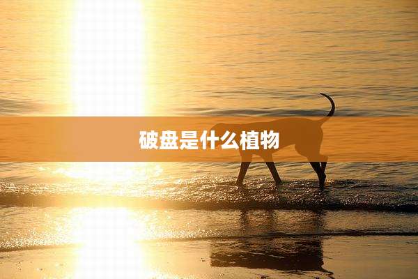 破盘是什么植物