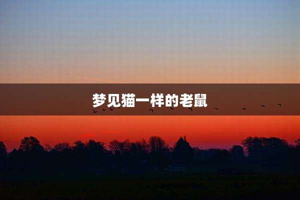 梦见猫一样的老鼠