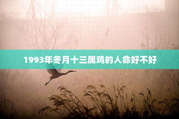 1993年冬月十三属鸡的人命好不好