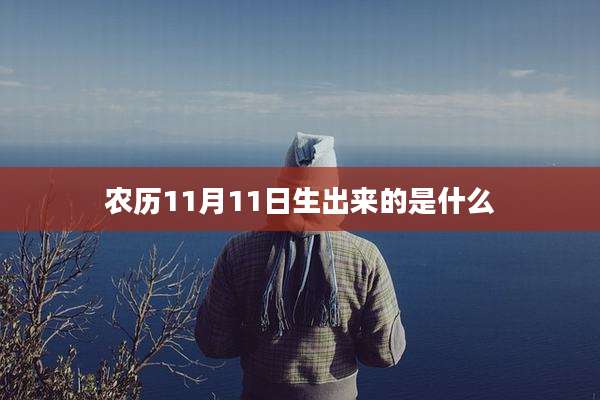农历11月11日生出来的是什么