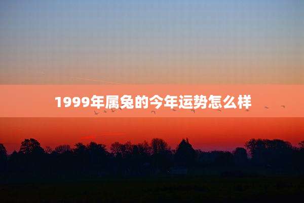 1999年属兔的今年运势怎么样