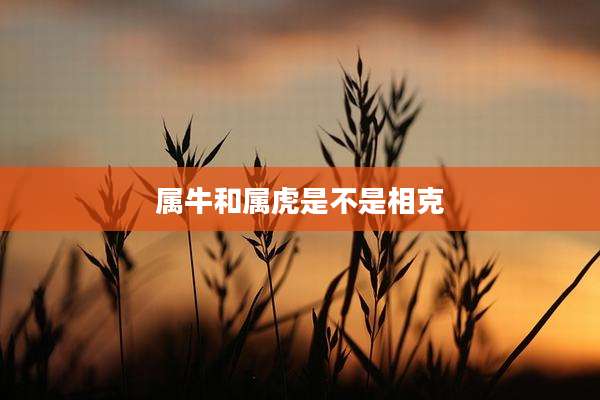 属牛和属虎是不是相克