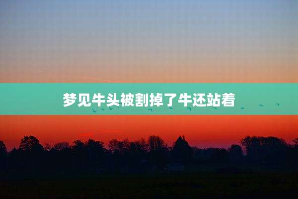 梦见牛头被割掉了牛还站着