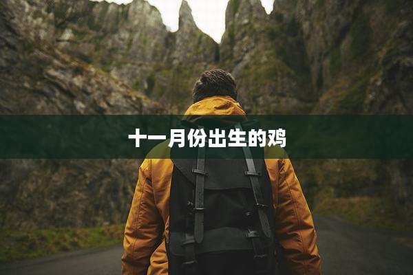 十一月份出生的鸡