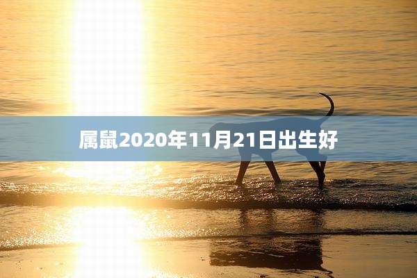 属鼠2020年11月21日出生好