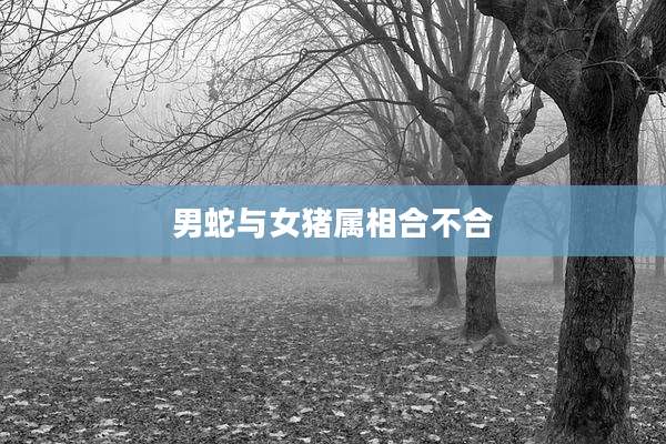 男蛇与女猪属相合不合
