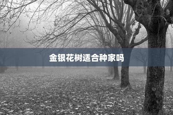金银花树适合种家吗