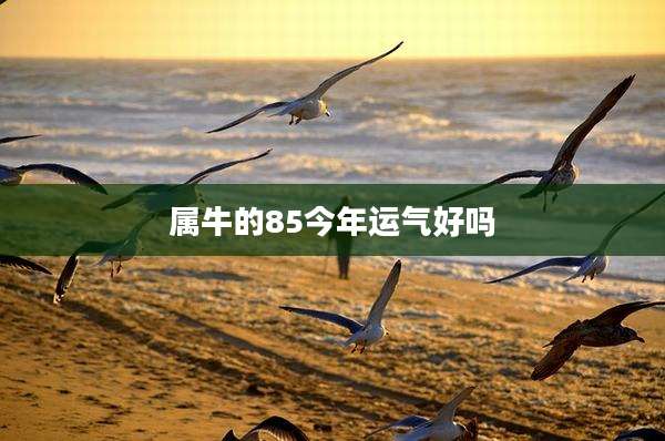属牛的85今年运气好吗