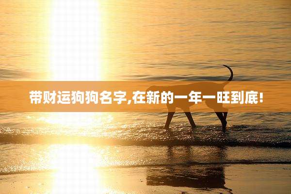 带财运狗狗名字,在新的一年一旺到底!