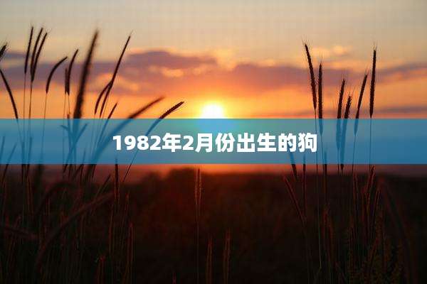 1982年2月份出生的狗